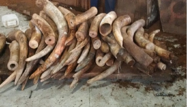 Buôn lậu ngà voi, sừng tê giác bị phạt 9 tháng tù